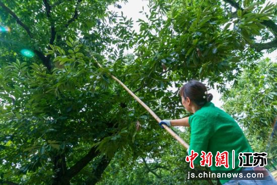 陈楼镇古栗园,农户采收板栗。 陈谢 摄 陈楼镇古栗园,农户采收板栗。 陈谢 摄