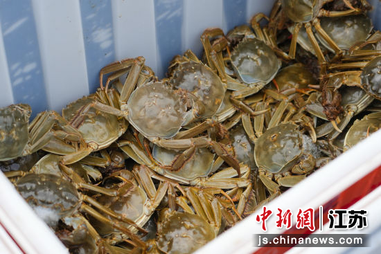 固城湖螃蟹。南京市高淳区委宣传部 供图 固城湖螃蟹。南京市高淳区委宣传部 供图