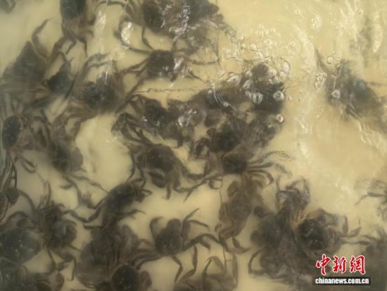 暂养池中的大闸蟹正准备被发往全国。 中新网记者 钟升 摄 暂养池中的大闸蟹正准备被发往全国。 中新网记者 钟升 摄