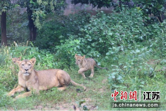 幼狮在馆内活动。南京市红山森林动物园 供图 幼狮在馆内活动。南京市红山森林动物园 供图