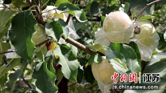 苹果丰收。郭嫽 摄 苹果丰收。郭嫽 摄