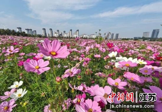 邳州东站南侧广场附近花海。邳州市委宣传部 供图 邳州东站南侧广场附近花海。邳州市委宣传部 供图