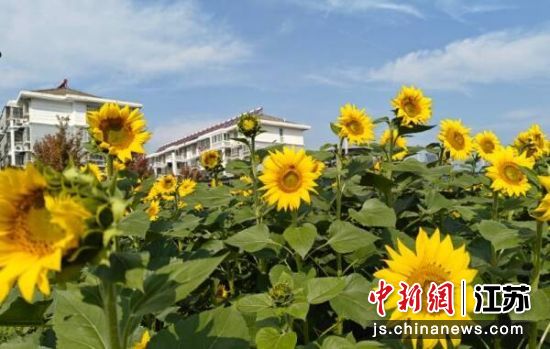 成片的向日葵进入盛花期。邳州市委宣传部 供图 成片的向日葵进入盛花期。邳州市委宣传部 供图