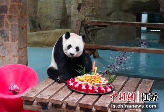 图为大熊猫“加悦悦”与蛋糕合影。无锡动物园 供图 图为大熊猫“加悦悦”与蛋糕合影。无锡动物园 供图