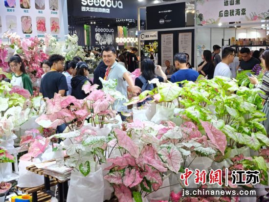 2026CFIC中花大会展览现场。孙权 摄 2026CFIC中花大会展览现场。孙权 摄