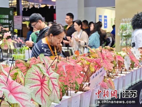2026CFIC中花大会展览现场。孙权 摄 2026CFIC中花大会展览现场。孙权 摄