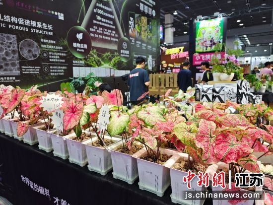 2026CFIC中花大会展览现场。孙权 摄 2026CFIC中花大会展览现场。孙权 摄