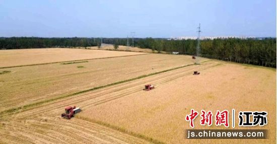 机械收割水稻现场。邳州市委宣传部 供图 机械收割水稻现场。邳州市委宣传部 供图