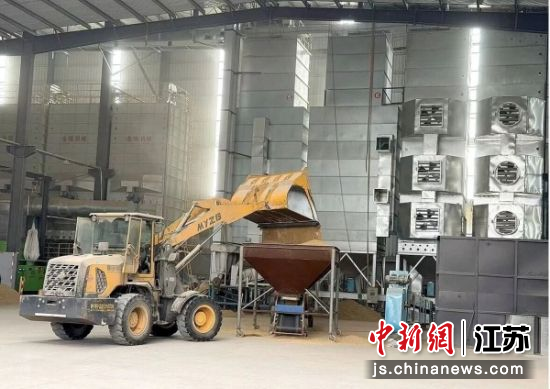 水稻烘干现场。邳州市委宣传部 供图 水稻烘干现场。邳州市委宣传部 供图