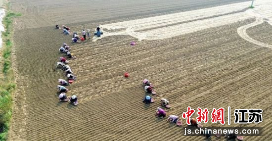 大蒜栽种现场。邳州市委宣传部 供图 大蒜栽种现场。邳州市委宣传部 供图