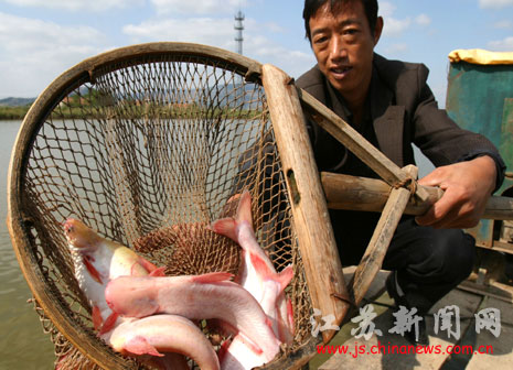 名贵淡水养殖新品种水晶巴丁鱼试养成功