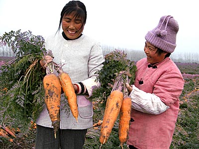 东海有机园胡萝卜喜获丰收