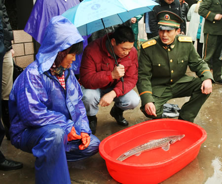 江苏启东渔民意外捕获国宝野生中华鲟