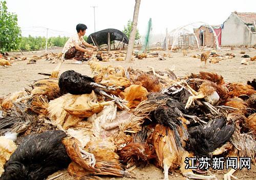 江苏滨海两万只鸡死亡 专家否认与禽流感有关