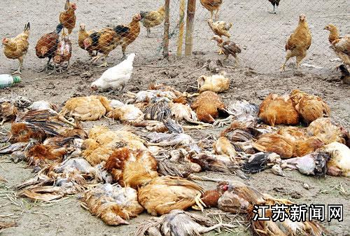 他将记者带到死鸡现场