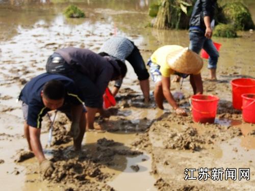 参赛选手在进行捉泥鳅比赛