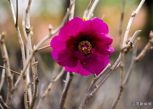 提到盐城古镇便仓,有以奇