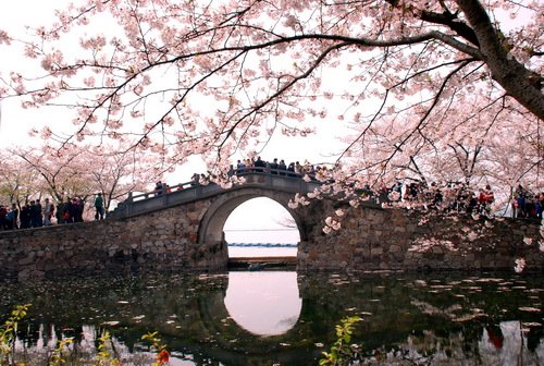 2012太湖鼋头渚国际樱花节将于3月24日开幕