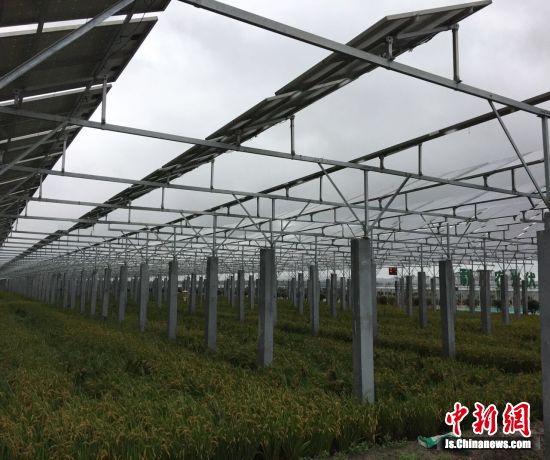 光伏小麦|中利万农 智能光伏+科技农业 实现创