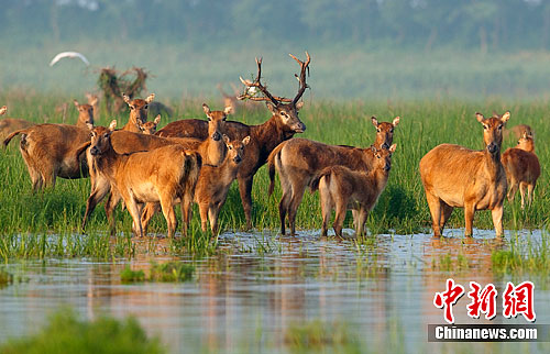 江苏大丰麋鹿保护区喜添40余头野生麋鹿幼仔