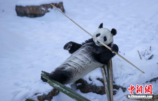 12月17日,降雪过后,沈阳森林动物园熊猫馆室外场馆外被一层厚厚的白雪