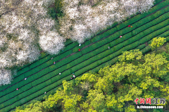3月29日,航拍苏、皖、浙三省交界处的安徽省郎溪县新和村绽放的上千亩樱花和万亩茶园,呈现一幅美丽的春日画卷。李晓红 摄