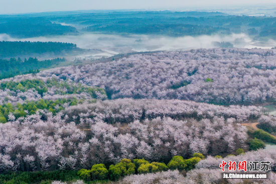 从空中俯瞰,樱林如云似雪,颇为壮观。李晓红 摄