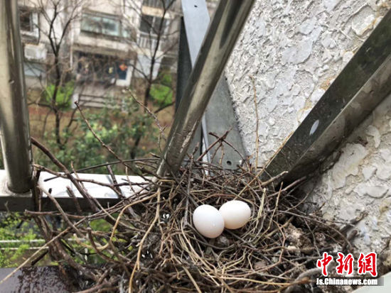 我苏网 江苏  徐州市民宋先生家的一处窗台上有个斑鸠巢,去年一对斑鸠