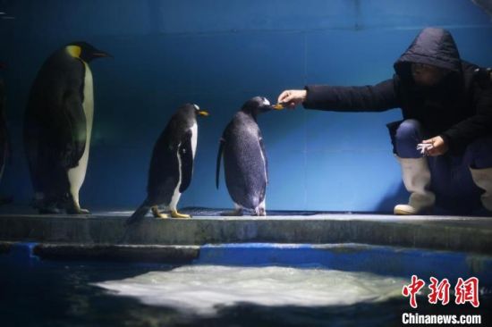 饲养员给企鹅喂食. 泱波 摄