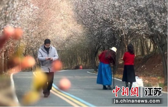 ��ɽ�ֳ���Ҷ���������� ��