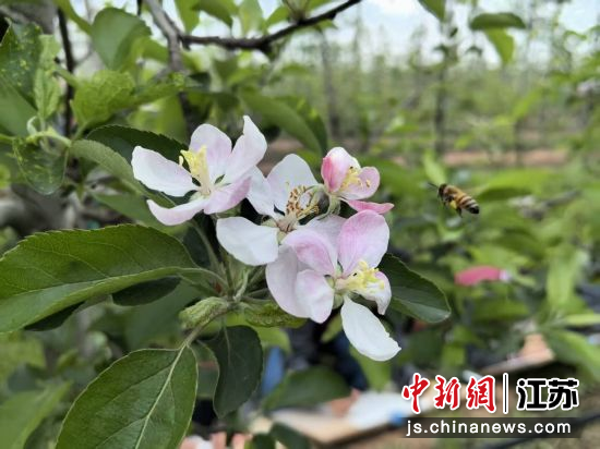 ƻ����ʢ�������׾� ��