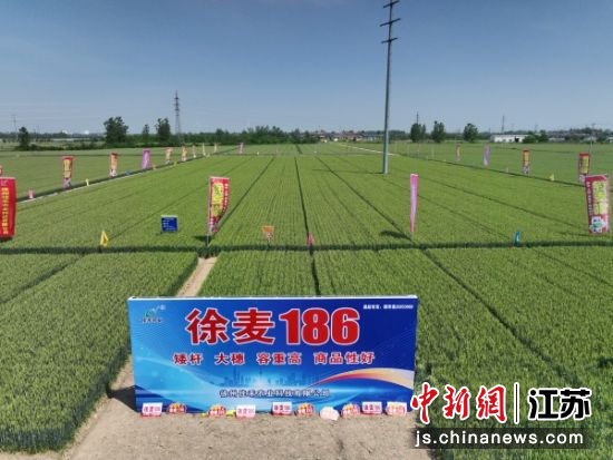 ������186��С����ֲ���ء�����ƽ ��