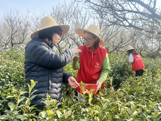 “先锋溧行”志愿者现场学习采茶技巧。