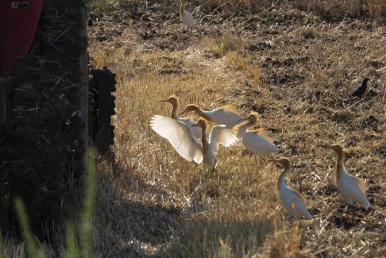 5月28日,农民驾驶农机在句容市郭庄镇汤巷村翻耕麦田,为水稻种植做