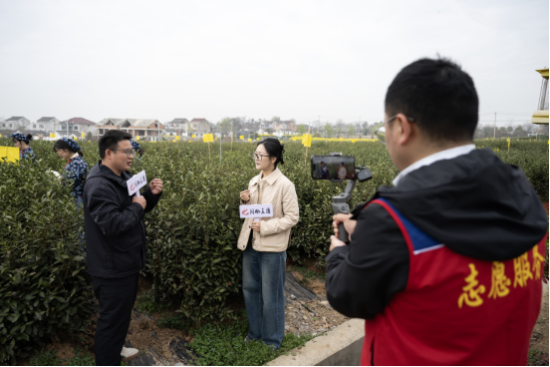 六合烟草志愿者在白云山茶园中采摘直播。六合烟草供图