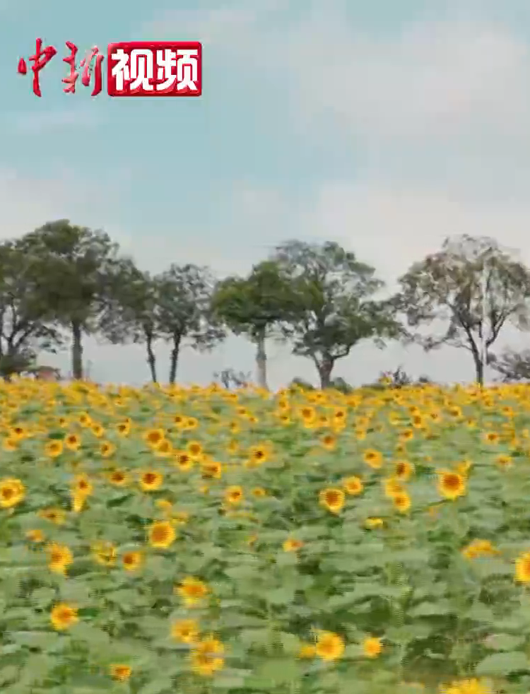 ����ͼƬ