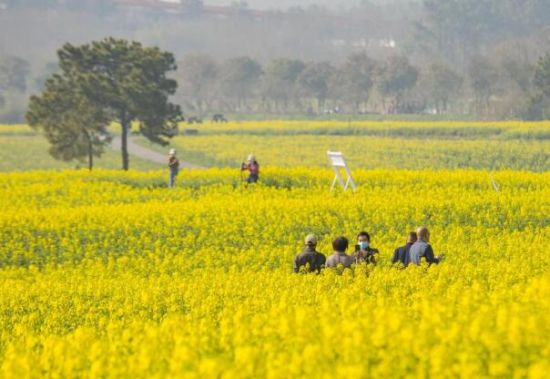 第十四届中国·高淳国际慢城金花旅游节活动 图片作者:高淳国际慢城管委会提供