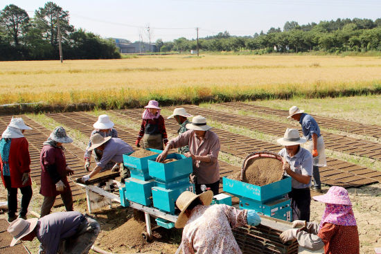 眼下正是初夏水稻育秧时节,田间地头一片忙碌景象。(高晓平 摄)